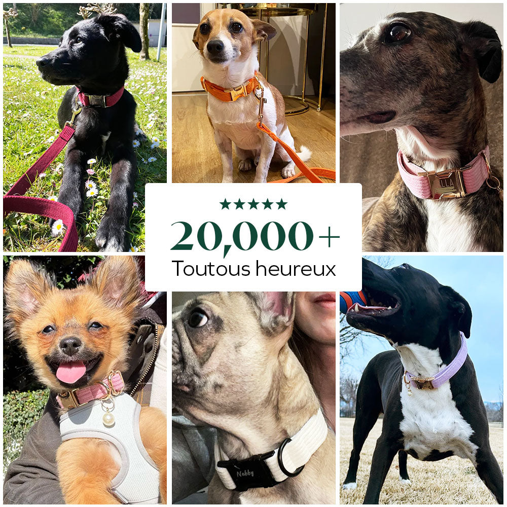 Collier chien personnalisé velours côtelé vert forêt