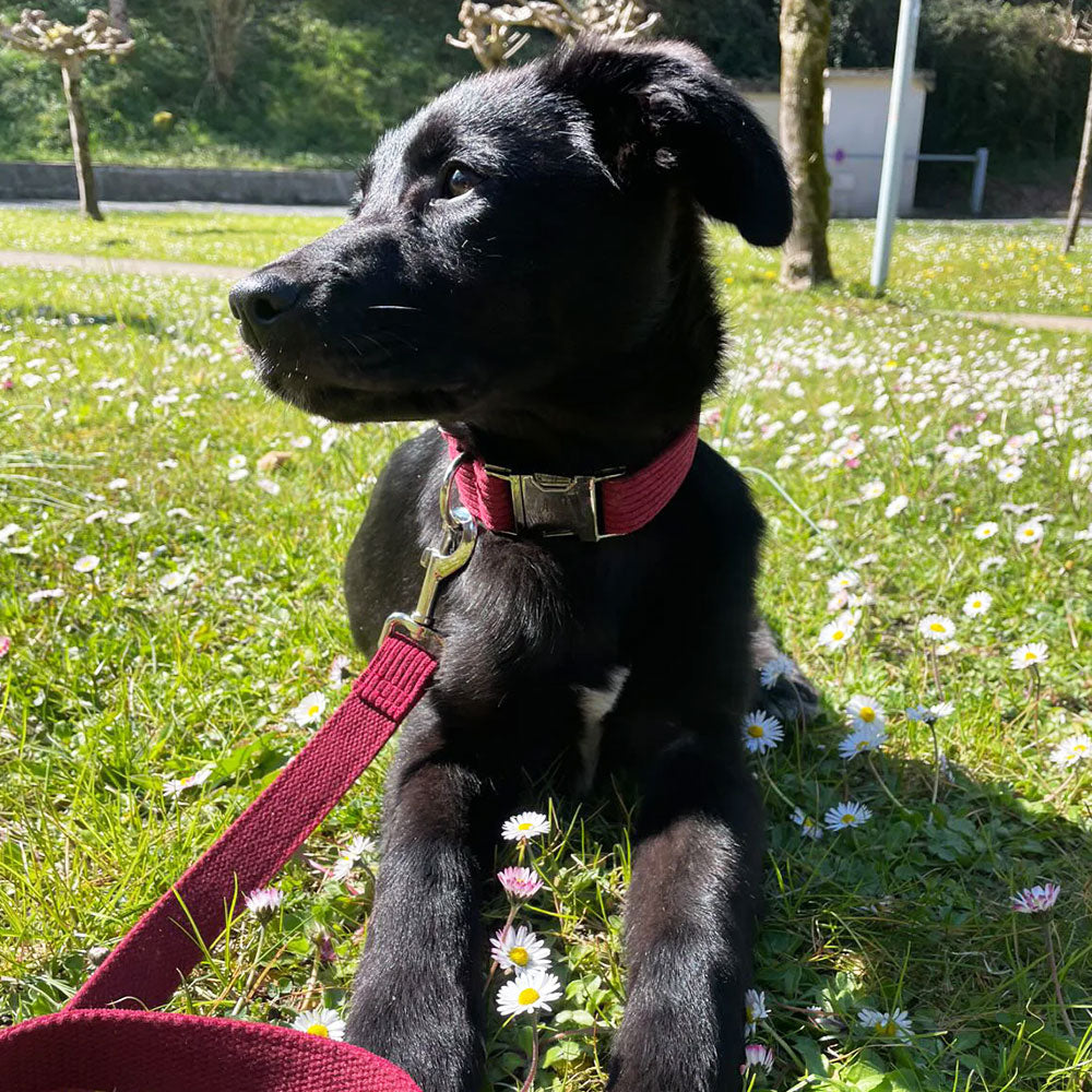 Collier en velours côtelé pour chien – texture douce et haut de gamme