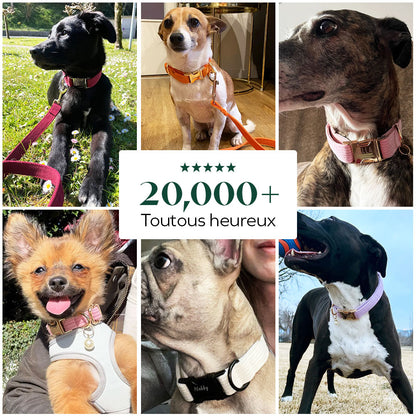 Collier chien personnalisé velours côtelé vert forêt