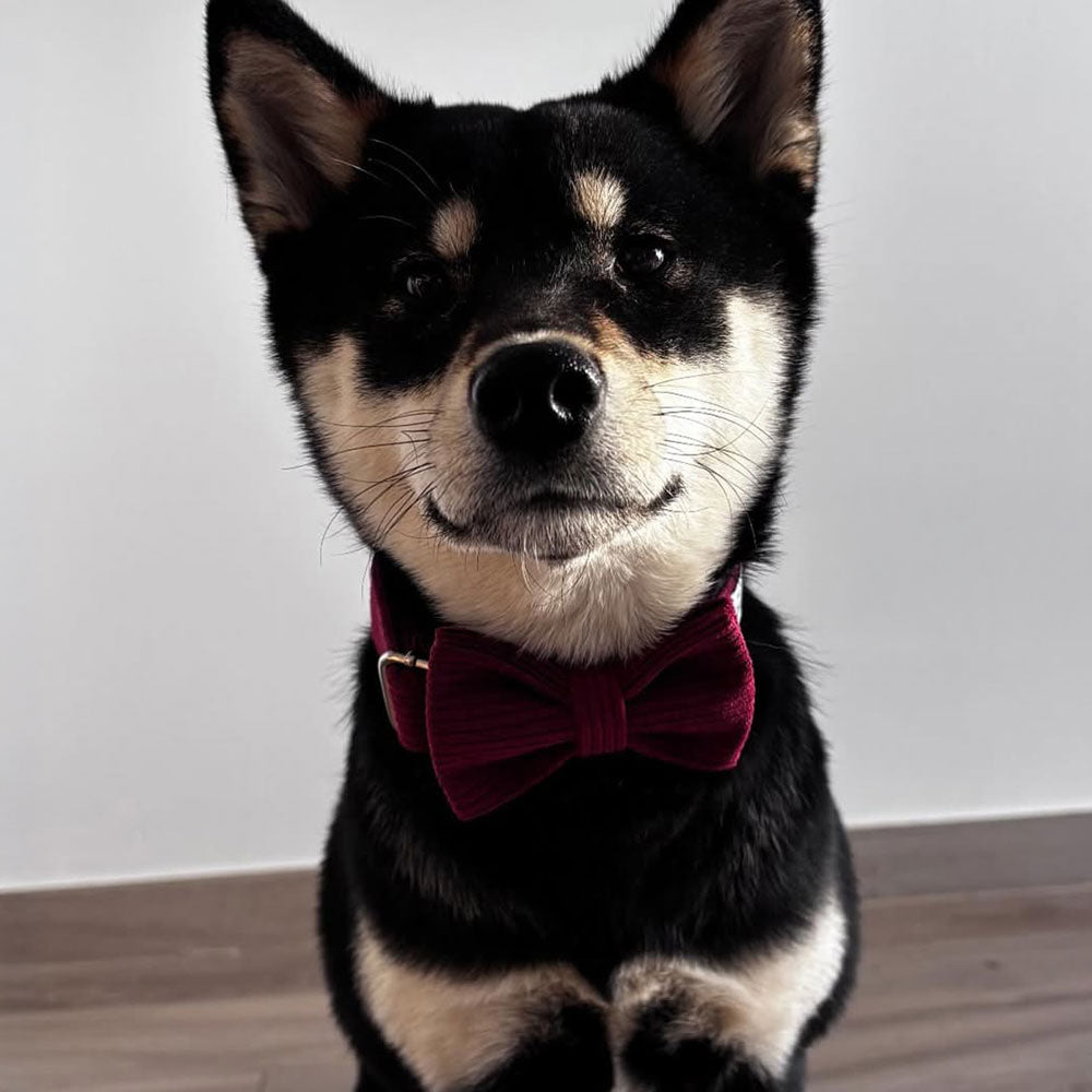 Collier personnalisé pour chien en velours – élégant et sécurisé
