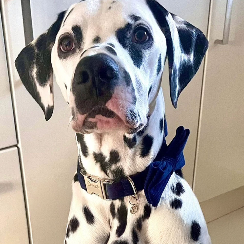 Collier en velours côtelé pour chien – texture douce et haut de gamme