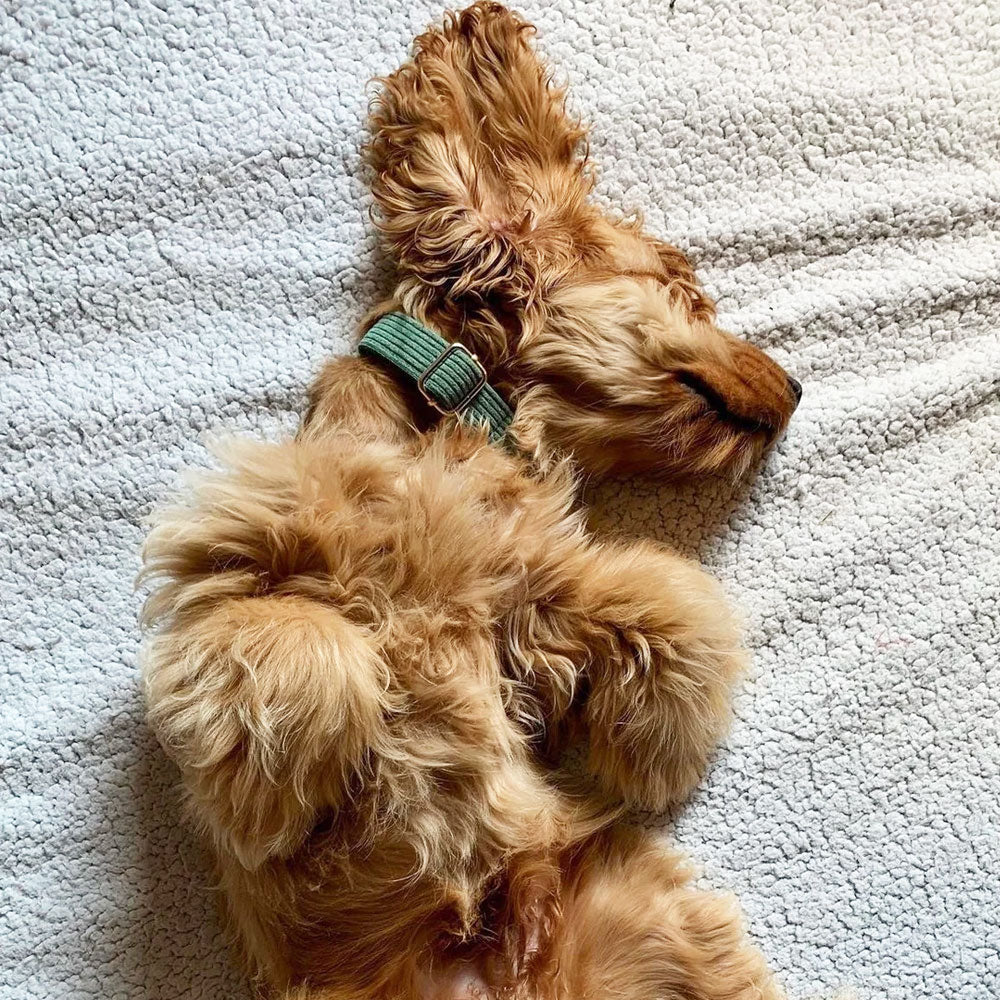 Collier chien personnalisé velours côtelé vert forêt