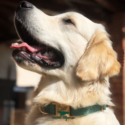 Collier chien personnalisé velours côtelé vert forêt