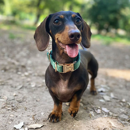 Collier chien personnalisé velours côtelé vert forêt