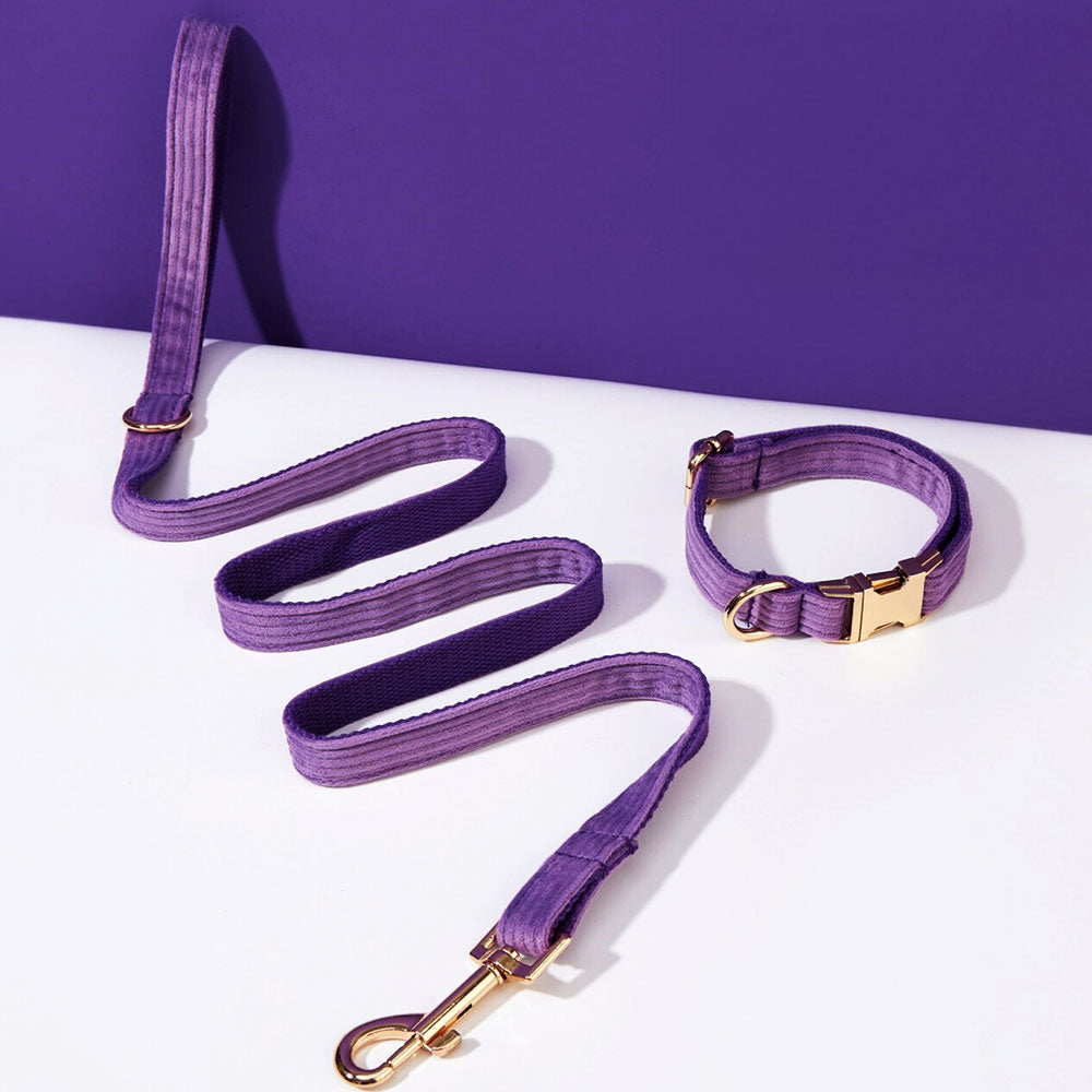 Collier chien personnalisé velours côtelé violet